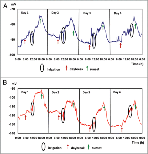 Figure 2 Electric potentials (EP) in avocado trees during 4 irrigated days. Average values of 7 trees. Micro electrodes inserted at 25 (A) and 85 (B) cm above the soil surface.