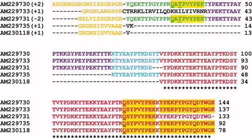Figure S2. Alignment of the multiple EST sequence matches derived for the Dpfp2 (26 kDa) gel band in Figure 1A. Bracketed numbers represent the reading frame in which the EST sequence was virtually translated. The peptide matches are aligned and color-coded to show regions of similarity between matches. The orange sequence at the N-terminus represents adaptor sequences added during cDNA amplification. The colors red (100%), blue (80%), purple (60%) and green (40%) represent the percent sequence similarity among the EST matches. The yellow highlight represents peptide sequences that matched directly from the tryptic digest. Q and Y signify glutamine deamidation and tyrosine hydroxylation to DOPA, respectively. * = residues that are conserved between all EST matches. The first accession number is the sequence that was used for further analysis.