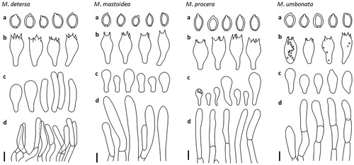 Figure 4. Microscopic features of the Macrolepiota detersa: M. mastoidea, M. procera, and M. umbonata. (a); basidiospores, (b); basidia, (c); cheilocystidia, and (d); hyphae of squamules on pileus. Scale bar = 10 mm.