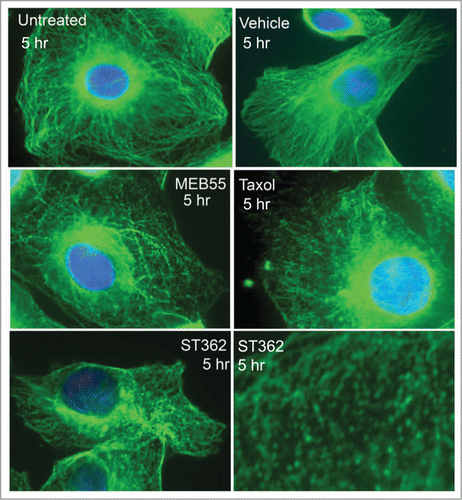Figure 5. Fluorescent images of MDA-MB-231 cancer cells immunostained for α-tubulin (Green staining- Alexa Fluor 488) following MEB (15 µM), ST362 (15 µM), paclitaxel (Taxol, 2.5 nM), vehicle control treatments or untreated control for 5 hr. Blue nuclei staining- DAPI. Images were taken using Zeiss Axiovert 200M Fluorescense inverted microscope at ×630 magnification.