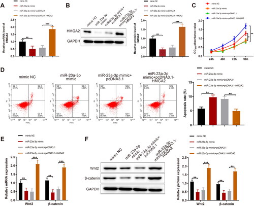 Figure 5. MiR-23a-3p represses HMGA2 to restrain GC proliferation and facilitate their apoptosis. Notes: miR-23a-3p mimic was separately transfected or co-transfected with pcDNA3.1-HMGA2 in KGN cells: (A and B) RT-qPCR and western blotting to measure the expression of HMGA2; (C) MTT assay to assess cell viability; (D) FCM to test cell apoptosis; (E and F) RT-qPCR and western blotting measurement of the expression of Wnt2 and β-catenin in cells. Data were presented as mean value ± standard deviation. *p < 0.05, **p < 0.01, ***p < 0.001. miR, microRNA; HMGA2, high-mobility group at hook 2; GC, granular cells; NC, negative control; RT-qPCR, reverse transcription-quantitative polymerase chain reaction; mRNA, message RNA.