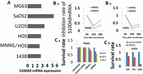 Figure 3. Effect of S100A9 silencing on cell proliferation. (a) S100A9 mRNA expression in 6 OS cell lines. Expression of S100A9 mRNA was normalized to that of b-actin mRNA. All six OS cell lines were positive for the expression of S100A9 mRNA. The median value was 2.6. MG63 and U2OS cells showed moderate expression of S100A9 mRNA. (b) RNAi induced inhibition of S100A9 mRNA. Two siRNAs against S100A9 were designed (siRNA1 and siRNA2). siRNA (100 pmol) was transfected into cancer cells with the Nucleofector reagent. S100A9 mRNA expression was evaluated in MG63 (a) and U2OS (b) cells at 24 h (a) and/or 48 h (a and b) after transfection. Both siRNAs showed efficient inhibition of transcript expression. Inhibition by siRNA2 was stronger than that by siRNA1. (c) Effect of inhibition of S100A9 mRNA on the proliferation of MG63 (a) and U2OS (b) cells. Cells were seeded after transfection of siRNA and evaluated by MTT assay on days 1, 2, and 4 (a) or on days 1, 3, and 5 (b) after transfection. The proliferation of MG63 and U2OS cells was inhibited. The degree of inhibition of cell proliferation was correlated with that of S100A9 mRNA in MG63 cells.