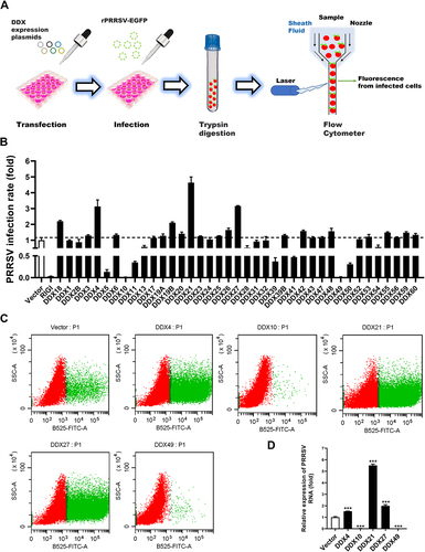 Figure 1. Screening for DDXs that regulate PRRSV infection. (A) Schematic diagram of the flow cytometry screening for DDXs that affect PRRSV proliferation. (B–D) MARC-145 cells were transfected with eukaryotic expression plasmids encoding various DDXs or empty vector using jetPRIME. At 30 hpt, the cells were infected with rPRRSV-EGFP (MOI = 0.5). At 24 hpi, the cells were collected for flow cytometry to detect the PRRSV infection rate (B and C) or for qRT-PCR to detect the copy number of PRRSV genome RNA (D). These experiments were repeated at least three times, and the data shown are the means ± SD (n = 3). (***P < 0.001).