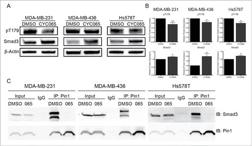 Figure 3. Inhibiting CDK-mediated Smad3 phosphorylation in TNBC cells blocks Pin1-Smad3 binding. (A) Representative immunoblots of pT179 and total Smad3 48 hours post-CYC065 treatment. (B) Densitometry analysis of immunoblots of at least 3 independent experiments. *p < 0.05, **p < 0.01. (C) Co-immunoprecipitation of Smad3 with Pin1 following CYC065 treatment. Pin1 antibody-conjugated resin was used to isolate Pin1 and interaction was analyzed by immunoblot for Smad3.