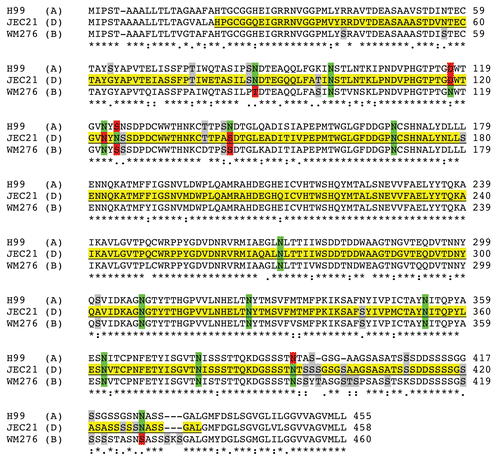 Figure 5 Alignment of MP98 protein sequences encoded by H99, JEC 21 and WM 276 (Serotype B) C. neoformans strains. Sequence highlighted in yellow is for the MP98 protein encoded by the JEC21 allele that was expressed in E. coli and used for generating mAbs. The green areas are putative N-linked glycosylation sites. The red areas are not N-glycosylated in protein encoded by other alleles. The gray areas are possible sites of O-glycosylation differences among protein sequences.