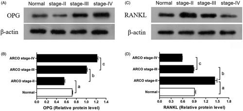 Figure 4. Western blotting to assess OPG and RANKL expression. OPG levels increased with ARCO stage (B) and RANKL level decreased with ARCO stage (D). a. p<.001 vs. the control group; b. p<.001 vs. the Stage II group; c. p<.001 vs. the Stage III group.