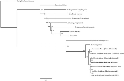 Figure 1. A ML tree of 12 species was constructed based on the dataset of 18 concatenated supergenes by online tool RAxML. The numbers above the branch meant bootstrap value. Bold black highlighted this study species. Sequence data used in the study from GenBank are the following: Andrias japonicas (AB208679), Andrias davidianus (KX268733, KT119359, AJ492192), Notophthalmus viridescens (EU880323), Cryptobranchus alleganiensis (GQ368662), Pachyhynobius shangchengensis (DQ333812), Salamandrella keyserlingii (JX508762), Pseudohynobius huichengensis (FJ532060), Liua shihi (DQ333810), Liua tsinpaensis (KP233806), Batrachuperus pinchonii (KP122337), Hynobius formosanus (DQ333816), Ranodon sibiricus (AJ419960).