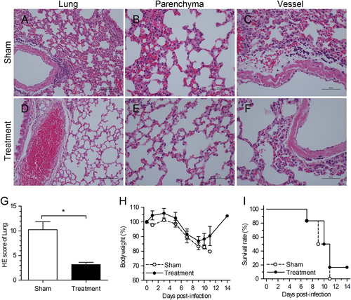 Fig. 4 Alleviation of lung damage in hDPP4-transgenic mice after C5a–C5aR blockade.a–f Hematoxylin and eosin (H&E) staining of lung tissue sections obtained 7 days after anti-C5aR Ab treatment. Lung tissues in the sham treatment group presented mild to severe interstitial pneumonia, whereas those in the treatment group were less severe, with only mild focal thickening of alveolar septa. g Semi-quantitative histopathological analysis of H&E-stained lung sections 7 days after challenge. *P < 0.05 (Student’s ttest with Welch’s correction). h–i Body weight and survival rate after challenge. An additional six mice in each group were weighed and monitored. The experiment was repeated once and data from one representative experiment of these two experiments is presented