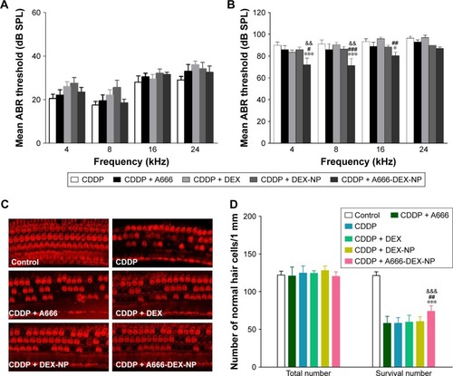 Figure 7 A666-DEX-NP protected from CDDP-induced hearing loss.Notes: Mean ABR threshold of guinea pigs 1 d before (A) and 3 d after (B) RWM administration. The mean ABR threshold is represented as the mean ± SEM. (C) Rhodamine-phalloidin staining of the 60%–80% from the apex of Corti. (D) The number of survived OHCs in 1 mm length is about 60%–80% from the apex of each cochlea. *P<0.05, ***P<0.001 as compared to CDDP; #P<0.05, ##P<0.01, ###P<0.001 as compared to CDDP + DEX; &&P<0.01, &&&P<0.001 as compared to CDDP + DEX-NP.Abbreviations: A666-DEX-NP, A666 peptide-conjugated NPs loaded with DEX; ABR, auditory brainstem response; CDDP, cisplatin; DEX, dexamethasone; NP, nanoparticle; OHCs, outer hair cells; RWM, round window membrane; SEM, standard error of the mean.