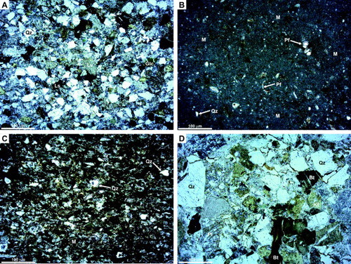 Figure 8. Thin-sections of typical Neogene sandstone and mudstone and two Cretaceous sandstones; all images in plane-polarised light. Abbreviations: Bt, biotite; Glc, glauconite; Pl, plagioclase feldspar; Kf, potassium-feldspar; Ls, sedimentary lithic; Lv, volcanic lithic; Qz, quartz; Pf, planktic foraminifera; M, mud matrix. A, Waitakian (latest Oligocene–earliest Miocene) sandstone comprising quartz, plagioclase, K-feldspar, sedimentary lithics (mudstone), lath-textured volcanic lithics and glauconite. Rare but conspicuous green and brown amphibole grains are present. Sample P83377, South Maria Ridge. B, Waitakian (latest Oligocene–earliest Miocene) very fine sandy bioturbated calcareous siltstone. Detrital grains include angular quartz, green biotite and rare glauconite. Planktic foraminifera are relatively common throughout. Sample P83380, South Maria Ridge. C, Fine-grained Cretaceous sandstone with a fine-grained mud matrix. This sample had a measured porosity of 27.5% and permeability of 1.1 mD, the low permeability thought to be due to the matrix. Sample P83234, West Norfolk Ridge. D, Cretaceous sample with a measured porosity of 23.8 and 27% and permeability of 3.4 mD. Although the sample has porosity, the result of both depositional sorting and its coarse-grained nature, and secondary porosity due to partial dissolution of feldspar grains and bending of biotite, it has a low permeability, probably because the pore spaces are not well interconnected. Sample P83246, West Norfolk Ridge.