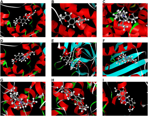 Figure 5 3D molecular docking model of molecule-target pairs. (A) CALM1-glabridin. (B) CALM1-L-SPD. (C) AR-bis. (D) AR-glabridin. (E) F10-L-SPD. (F) HSP 90-L-SPD. (G) PTGS2-bis. (H) PTGS2-glabridin. (I) PTGS2-L-SPD.