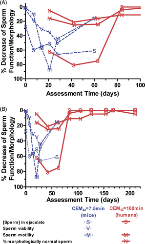 Fig 10. Indications of sperm function after heating in mice and humans. (A) Early effects of heating on sperm characteristics. (B) Late effects of heating on sperm characteristics. Dashed lines: mouse data with a thermal dose of CEM43 = 7.5 min Citation[44]. Solid lines: human data with a thermal dose of CEM43 = 180 min Citation[40].