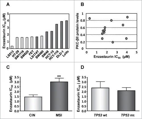 Figure 1. Influence of PKC-βII expression, genetic stability and TP53 status on the sensitivity of CRC cells to enzastaurin. (A) The growth inhibitory effects of enzastaurin was determined by the MTT viability assay after 120 hours continuous drug exposure and is expressed as IC50 values (drug concentration inhibiting cell growth by 50% compared to untreated controls). The white columns correspond to cells with CIN whereas the dark columns represent cells with MSI. All values are averages of at least 3 independent experiments each done in duplicate. (B) Correlation between the IC50 values and the basal levels of PKC-βII protein as determined by Western blot analysis followed by quantitative analysis by Image J software. There was no statistical significant correlation between the 2 parameters (r2 = 2 × 10−5). (C) Average IC50 values of CRC cells with CIN (white columns, n = 6) or MSI (dark columns, n = 6). Bars, S.D; **, P < 0.01 as determined by Student's t-test. (D) Average IC50 values of CRC cells with wild-type TP53 (white columns representing LS513, LS174T, SW48, HCT-116 and LoVo, n = 5) or mutant TP53 (dark columns representing HT-29, SW1116, SW620, FET, SW480, HCT-15 and DLD-1, n = 7). Bars, SD.