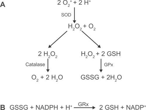 Figure 1 (A) Enzymatic clearance of reactive oxygen species. Superoxide anions undergo dismutation by superoxide dismutase (SOD) leading to the generation of hydrogen peroxide. This in turn is processed by catalase and glutathione peroxidase (GPx). (B) Reduced glutathione (GSH) is regenerated from its oxidized form (GSSG), using NADPH, by glutathione reductase (GRx).