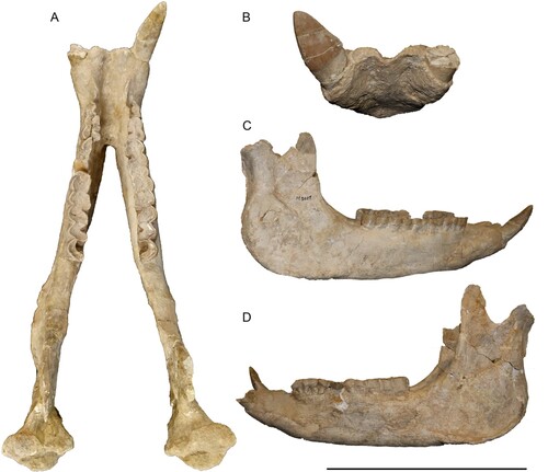 FIGURE 9. Neotype mandible of Eochilotherium samium (Weber, Citation1905) (SMF M 3601) from the Upper Miocene of Samos Island in dorsal A, anterior, B, right lateral, C, and left lateral view, D. Scale bar equals 20 cm in A, 15 cm in B, and 30 cm in C and D.