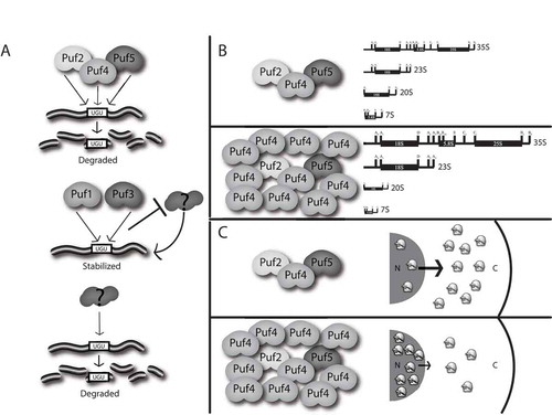 Figure 7. Puf proteins regulate mRNA decay to ensure proper ribosome biogenesis. (a) Puf2p, Puf4p, and Puf5p can each act to stimulate mRNA decay of ribosome biogenesis factors through binding to a single PRE site (UGU). Puf1p and Puf3p act through the same PRE to stabilize these mRNAs, potentially by blocking access of another decay factor to the PRE. In the absence of Puf proteins, a secondary mechanism that also requires the PRE site acts to stimulate decay. (b) At physiological levels of Puf proteins, processing of rRNA transcripts occurs normally. When Puf4p is overexpressed, processing is slowed, resulting in higher levels of the initial 35S and aberrant 23S transcripts, and lower levels of 20S and 7s intermediates. (c) At physiological levels of Puf proteins, ribosomal subunits are shuttled from the nucleus at a normal rate. When Puf4p is overexpressed, trafficking of ribosomal subunits is inhibited, resulting in abnormal nuclear retention of ribosomal subunits.