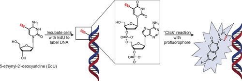 Figure 1. Labeling of DNA with EdU followed by a fluorogenic “click” reaction.Detection of incorporated nucleotide analog is achieved via reaction of the ethynyl group with a pro-fluorogenic dye, 3-azido-7-hydroxycoumarin. Standard BrdU assays and conventional fluorescent dye labeling of EdU require additional washing steps to remove the unbound fluorescent dyes. In our protocol, these extra wash steps are unnecessary, as the precursor is non-fluorescent until the conjugation between coumarin and EdU is achieved. In brief, the cells are incubated with EdU (10 µM or 50 µM) at 37°C, 5% CO for 30 min to 24 h in complete media (MEM/EBSS supplemented with 10% fetal bovine serum, 1×penicillin, and 1× streptomycin). Then the EdU-labeled cells were fixed with 4% paraformaldehyde for 10 min, washed with PBS, and then reacted with 50 µM dye in buffer solution (100 mM Tris-HCl pH 8.0, 100 mM L-ascorbic acid, 1 mM CuSO4) at room temperature for 1 h.