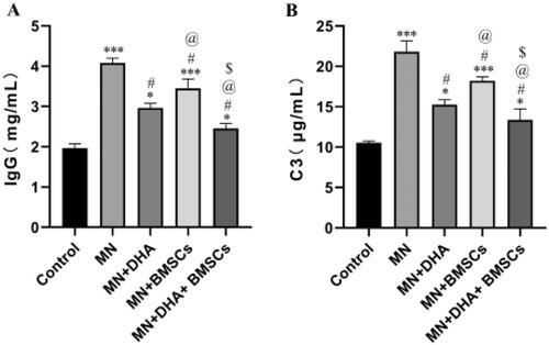 Figure 2. Effect of combination therapy with DHA and BMSCs on immune injury in MN mice. (A) ELISA for IgG deposition. (B) ELISA for C3 deposition. Values are expressed as the mean ± SD, n = 5 per group. *p < .05 versus control group; ***p < .001 versus control group; #p < .05 versus MN model group; @p < .05 versus MN + DHA group; $p < .05 versus MN + BMSCs group.