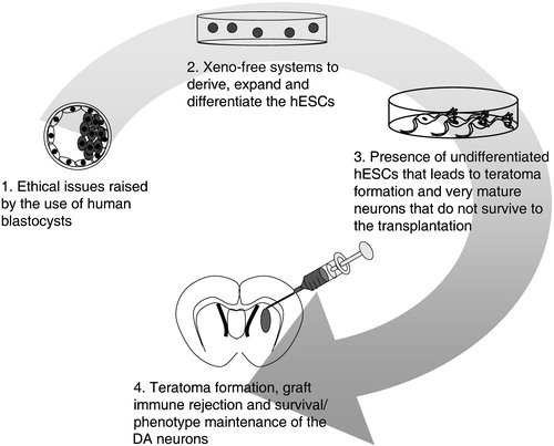 Figure 3 Present limitations in the development of the hESC‐based therapy for PD. Limitations are found: 1) in the derivation of new hESCs lines, 2) in the culture of these cells, 3), in the derivation of the appropriate cells for successful and safe transplantation, and 4) in the survival and integration of the grafted cells.