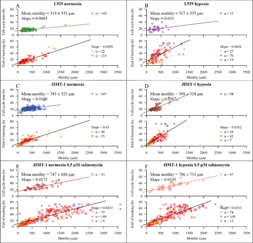 Figure 6. The dependence of cell motility on cell cycle time and tracking time. Motility is defined as the total distance a cell has moved during the observation time. The upper part of each subfigure shows the motility versus cell cycle time. The lower part of each subfigure shows motility in relation to tracking time for cells with non-completed cell cycles. The symbols are described in Table 1 and Fig. 2. The mean motility is calculated for cells with completed cell cycles ± confidence interval at 95% confidence level. n is number of cells. Linear regression lines with their respective slopes are shown. Black regression lines represents the collected regression of orange, red, and purple X:s. (A) L929 cells cultured in normoxia. (B) L929 cells cultured in hypoxia. (C) JIMT-1 cells cultured in normoxia. (D) JIMT-1 cells cultured in hypoxia. (E) JIMT-1 cells treated with 0.5 µM salinomycin cultivated in normoxia. (F) JIMT-1 cells treated with 0.5 µM salinomycin cultured in hypoxia. The data are compiled from three experiments.