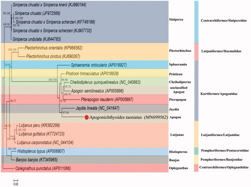 Figure 1. Phylogenetic tree of A. taeniatus relationships from the amino acid datasets. Sequence alignment of 13 PCGs was analyzed using the MEGA 7.0 with ML method. The accession numbers of the sequences used in the phylogenetic analysis are shown in Figure.