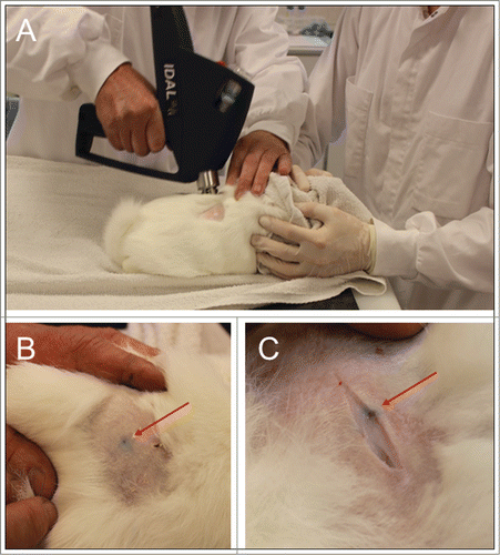 Figure 2. Needle-free delivery of influenza DNA vaccine into New Zealand White rabbits. One rabbit was sacrificed immediately after injection in order to evaluate deposition of delivered liquid from IDAL® into the rabbit skin. (A) Colored liquid was injected with IDAL® onto shaved skin. (B) The red arrow indicates the injection site on intact skin. (C) Incision of the skin minutes after injection at the site of delivery. The colored liquid is observed deposited though all skin layers until the muscle fascia.