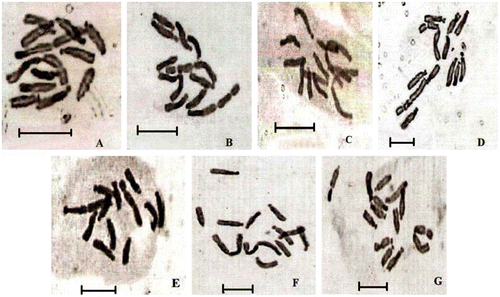 Figure 1 Microphotographs of somatic metaphase chromosomes (2n = 12) of the seven varieties of Vicia faba L. (A) BPL-4070; (B) HBP-A; (C) L-82009; (D) IC-526385; (E) IC-424900; (F) IC-391651; (G) IC-361499. Scale bars = 10 μm.