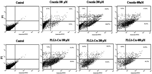 Figure 5. Comparison in apoptosis induction by different concentration of crocetin and crocetin-encapsulated PLGA NPs in MCF-7 cells by annexin V-FITC assay.