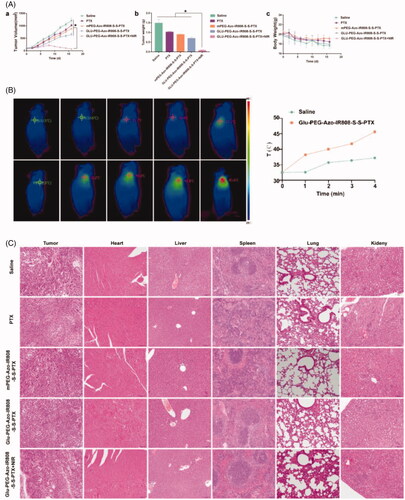 Figure 7. Anti-tumor efficacy of micelles on the A549 tumor-bearing nude mice. (a) Change of tumor volume following treatment with micelles (a), Weight of tumors excised from mice at day 16 (b); Body weight changes during the treatment period (c); (b) The temperature change profiles at the tumor sites under laser irradiation (1.5 W/cm2, 4 min); (c) H&E staining of major tissue sections. The scale bar was 100 μm. *p ＜ 0.05.