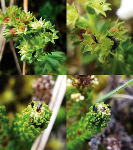 Figure 1. Scatopsidae in Lachemilla hirta flowers (above) and in L. hispidula (below).