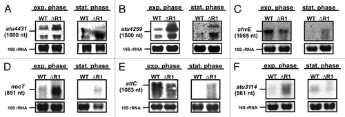 Figure 4. Verification of additional AbcR1 targets. Northern blot analyses of atu4413 (A), atu4259 (B), chvE (C), nocT (D), attC (E), and atu3114 (F) mRNAs in different growth phases. The wild-type and the ∆AbcR1 deletion mutant (∆R1) were grown to exponential (OD600: 0.5) or stationary phase (OD600: 1.5) in YEB medium. Eight µg of total RNA were separated on 1.2% denaturing agarose gels. Ethidiumbromide-stained 16S rRNAs were used as loading control.