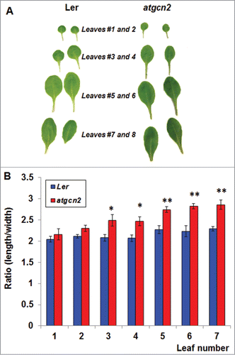 Figure 3. (A) Representative leaves # 1-8 from 4-week-old Ler and atgcn2 plants were sampled and photographed. (B) Leaves 1-7 were sampled from 6 individual Ler and atgcn2 plants and their length and width were measured. Length-to-width ratios were calculated for each leaf and plotted. Error bars represent standard error. One-way ANOVA was conducted to determine statistical relevance of observed differences. * P < 0.05, ** P < 0.01.