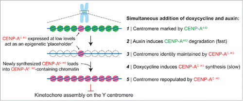 Figure 1. Swapping out CENP-A at the centromere with an inducible gene replacement strategy. Gene editing is first used to add an auxin-inducible degron (AID) sequence to endogenous CENP-A, which undergoes rapid TIR1 E3 ubiquitin ligase-dependent degradation in the presence of the plant hormone auxin. Degraded CENP-AAID is then rescued by a doxycycline-inducible gene encoding a CENP-A/histone H3 carboxy-tail chimera (CENP-AC-H3) that does not support kinetochore assembly specifically on the Y centromere, thereby producing Y chromosome-selective segregation errors in the subsequent mitosis.