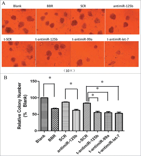 Figure 5. BBR and anti-miR-99a∼125b cluster LNAs suppress colony formation. (A) Schematics of representative colony formation. Colony growth capacity was assessed by the methylcellulose colony formation assay. RPMI-8266 cells were treated with 75 μM BBR or 0.5 μM anti-miR-99a∼125b LNAs and the number of colonies were observed and counted under light microscopic observation after incubation for one week (B) The results are shown as the average of 3 replicates. One asterisk (*) denotes the P-value < 0.01 vs. blank or SCR groups.