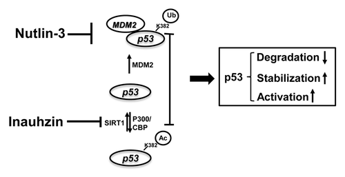 Figure 7. The model for the mechanisms underlying the p53-dependent synergistic anti-tumor effect of Inauhzin and Nutlin-3. As a blocker of the binding of MDM2 to p53, Nutlin-3 inhibits MDM2-dependent ubiquitination and degradation of p53, releasing more p53 molecules for acetylation at its C-terminus. In comparison with Nutlin-3, Inauhzin induces p53 acetylation by inhibiting SIRT1-mediated deacetylation at K382. Thereby this posttranslational modification further prevents the association of MDM2 with p53, blocks the ubiquitination sites from MDM2 and attenuates the MDM2-mediated ubiquitination of these lysine residues within p53, consequently activating p53. The sum outcome of the co-treatment of p53-contaning cancerous cells with two compounds is, therefore, the more remarkable induction of p53 acetylation, level and activity, consequently suppressing tumor growth in a p53-dependent fashion. Arrows indicate activation or increase, while bars denote inactivation.