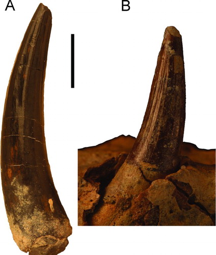 FIGURE 9 Fossil crocodylian teeth. A, elongate and recurved tooth (UF 259874) from the early Miocene Culebra Formation in posterior view; B, premaxillary tooth of Gavialosuchus americanus (UF 211283) from Florida for comparison. Scale bar equals 1 cm.