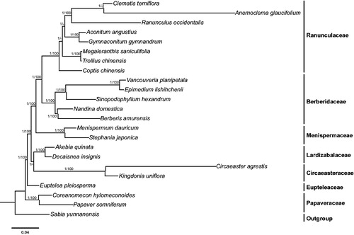Figure 1. Molecular phylogeny of Ranunculales based on 23 complete cp genomes. The accession numbers are listed as follows: Aconitum angustius (MF155664); Akebia quinata (KX611091); Anemoclema glaucifolium (MG010811); Berberis amurensis (KM057374); Circaeaster agrestis (KY908400); Clematis terniflora (KJ956785); Coptis chinensis (KY120323); Coreanomecon hylomeconoides (KT274030); Decaisnea insignis (KY200671); Epimedium lishihchenii (KU522472); Euptelea pleiosperma (KU204900); Gymnaconitum gymnandrum (KT964697); Kingdonia uniflora (KY908401); Megaleranthis saniculifolia (FJ597983); Menispermum dauricum (MH298220); Nandina domestica (DQ923117); Papaver somniferum (KU204905); Ranunculus occidentalis (KX557270); Sinopodophyllum hexandrum (KR779994); Stephania japonica (KU204903); Trollius chinensis (KX752098); Vancouveria planipetala (MH337373); Sabia yunnanensis (KU204902).