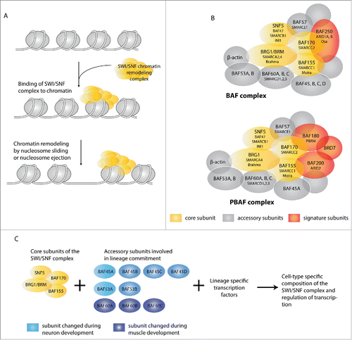 Figure 3. Chromatin remodeling by the SWI/SNF complex. (A) The SWI/SNF chromatin-remodeling complex uses ATP hydrolysis to alter the chromatin state and DNA accessibility. Binding of the SWI/SNF complex to chromatin reduces the interaction between DNA and histones, allowing either sliding or ejection of histones. This creates a more open and accessible chromatin structure, or possibly the reverse. (B) Schematic overview of BAF and PBAF SWI/SNF complexes. SWI/SNF complexes consist of several core subunits (yellow) in association with additional accessory subunits (gray) and signature subunits (red) which are mutually exclusive for either the BAF complex (BAF250/ARID1) or the PBAF complex (BAF180/PBRM, BRD7 and BAF200/ARID2). All subunits are known by multiple names. While not used in the text, the systematic SMARC (SWI/SNF-related, Matrix-associated, Actin-dependent Regulator of Chromatin) nomenclature is included. For simplicity, only the BAF names are used in (C). (C) The core subunits (yellow) of the SWI/SNF complex assemble together with accessory subunits to ultimately form a functional complex. Dependent on the associated subunits, the complex may interact with specific transcription factors and exert cell type or differentiation-specific functions. Here, some of the variants described to be specifically incorporated during neuronal or muscle differentiation are shown in blue.