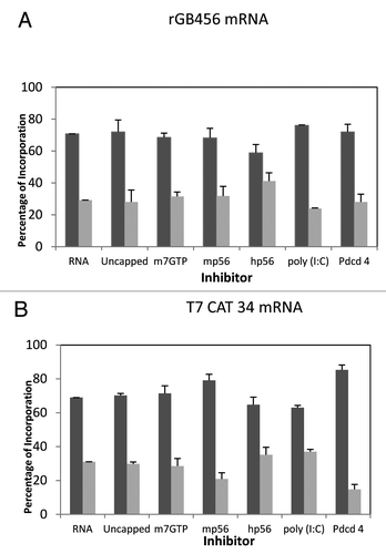 Figure 4. Influence of protein synthesis inhibitors on expression from the rGB456 and T7CAT34 mRNAs. Panel A – Protein synthesis was performed using the rGB456 mRNA as described in Figure 2 with the addition of protein synthesis inhibitors which included: 100 μM m7GTP, 122 nM mp56, 180 nM hp56, 600 pg of poly(I:C) or 0.6 μg of Pdcd4. For each inhibitor, the reaction mixture was incubated with the inhibitor for 15 min. at 30°C prior to the start of the reaction by the addition of mRNA. The control reaction (RNA) was also pre-incubated followed by the addition of the mRNA. Levels of inhibition observed ranged from 40 to 70% except for m7GTP where little inhibition was observed. Shown are the relative amounts of the long form and short forms of the protein made. Panel B – The same analysis as in panel A was performed with the T7CAT34 mRNA.