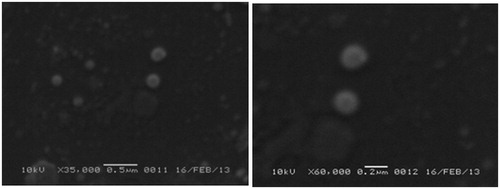 Figure 4. Scanning electron microscopy of insulin nano-particles (F7) at 35000× and 60000× magnification.