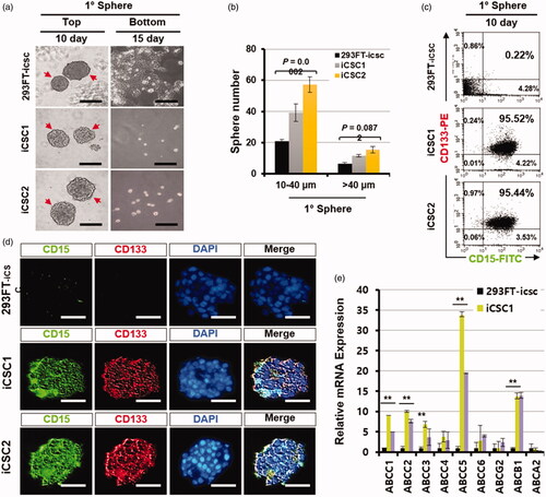 Figure 5. Sphere formation ability is markedly elevated in iCSCs. (a) Sphere comparison of 293FT-icsc cells and iCSC lines in suspension culture. Representative photos (magnification ×100; black scale bars, 10 µm). (b) Numbers of primary spheres (>10–40 μm or >40 μm) generated from 293FT-icsc cells and iCSCs. (c) Flow cytometry analyses of brain cancer stem cell marker protein levels, CD15 and CD133, in 293FT-icsc cells and iCSCs. (d) Immunofluorescence images of CD15 and CD133 protein expression in 293FT-icsc cells and iCSCs. (e) Real-time PCR analyses of multi-drug resistant gene expression. Results are means ± SD calculated from triplicates.