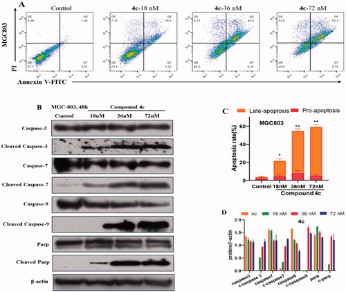 Figure 6. Compound 4c induced apoptosis in MGC-803 cancer cells. (A) MGC-803cells stained with Annexin V/PI, followed by flow cytometric analysis. (B) Western blot analysis of apoptosis-related proteins. (C) Histograms display the percentage of apoptosis cells. (D) Histograms display the density ratios of Caspase -3/-7/-9, cleaved Caspase -3/-7/-9, Parp and cleaved Parp.