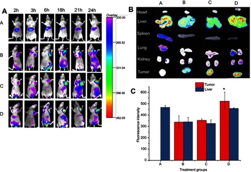 Figure 9 Bio-distribution study of c(RGD) modified DiR-NLC in tumor bearing mice. A: Free DiR (A), DiR-NLC (B), c(RGDfK)-DiR-NLC (C), and E-[c(RGDfK)2]-DiR-NLC (D) fluorescence images of mice treated with different DiR formulations in-vivo at different time points (2, 3, 6, 18, 21, and 24 h); B: Ex-vivo fluorescence images of mice organs and tumor tissues excised from mice treated with different DiR formulations; and C: fluorescence signal of liver and tumor obtained from mice treated with different DiR formulations (*p<0.05 vs DiR-NLC).