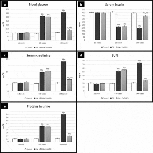 Figure 2. Measurements of biochemical parameters; BUN, blood urea nitrogen; Values are displayed as mean ± standard errors (X ± SEM); a: P compared to control group; b: P compared to DN group; #: P< .05; ##: P< .001; n = 10.