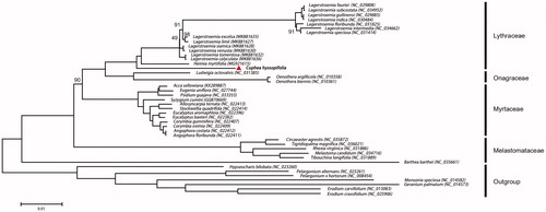 Figure 1. The neighbour-joining tree based on 64 shared protein-coding genes of 36 Myrtales species and 7 outgroup species. Numbers near the branch mean the bootstrap value of the protein analysis for each clade, and the values equal to 100 are not displayed.