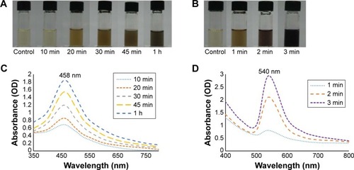 Figure 1 UV-vis spectrometry analysis of D-AgNPs and D-AuNPs formation.Notes: Reaction mixture after incubation of Dendropanax leaf extract with silver nitrate (AgNO3) (A) and gold (III) chloride trihydrate (HAuCl4⋅3H2O) (B) at various periods of time (minutes). Time-dependent UV-vis spectra of the reaction mixture containing D-AgNPs (C) and D-AuNPs (D).Abbreviations: UV-vis, ultraviolet-visible spectroscopy; OD, optical density; h, hours; min, minutes.