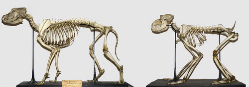Figure 15. Skeletal (not cranial) similarities between dog (left) and ground dwelling monkey (mandrill, right).