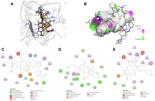 Figure 6 (A) Binding mode of syringin (yellow sticks), compound K11 (green sticks), and vandetanib (red sticks) on the active site of vascular endothelial growth factor receptor 2 (VEGFR2); (B) 3D docking snapshot showing syringin on the surface of VEGFR2; (C) 2D interaction diagram of the native ligand (compound K11) with VEGFR2; (D) 2D interaction diagram of syringin with VEGFR2; (E) 2D interaction diagram of the established inhibitor (vandetanib) with VEGFR2.