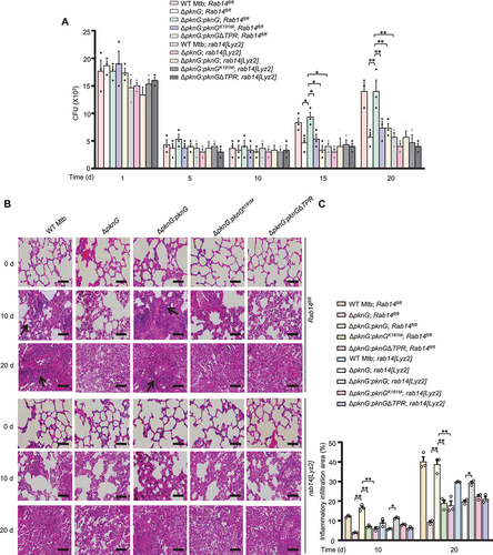 Figure 7. The TPR domain and kinase activity of PknG contribute to Mtb survival in vivo by targeting host RAB14. (A) Bacterial loads of Mtb in the lungs from Rab14fl/fl and rab14[Lyz2] mice. Mice were infected with WT or mutant Mtb strains, and lungs were harvested and analyzed at 1, 5, 10, 15 and 20 d after infection. Data are shown as mean ± SEM of n = 3 per group. *P < 0.05 and ** P < 0.01 denote significant differences of CFUs among lungs from Rab14fl/fl or rab14[Lyz2] mice infected with different Mtb strains at the indicated time points, as analyzed by two-way ANOVA and Tukey’s multiple comparisons test. (B) H&E staining of the lungs of Rab14fl/fl and rab14[Lyz2] mice treated as in (A). Arrows indicate the puncta of cellular infiltration. Scale bars: 200 μm. Data are representative of one experiment with two independent biological replicates. (C) The percentage of lung area occupied by inflammatory cells. *P < 0.05 and ** P < 0.01 denote significant differences among lungs from Rab14fl/fl or rab14[Lyz2] mice infected with different Mtb strains at the indicated time points, as analyzed by two-way ANOVA and Tukey’s multiple comparisons test.