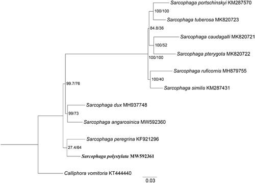 Figure 1. Phylogenetic trees of S. polystylata with nine sarcophagids species based on 13 PCGs by maximum likelihood (ML) method. Calliphora vomitoria was selected as an outgroup.